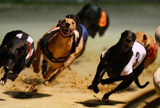 How to bet on Greyhounds